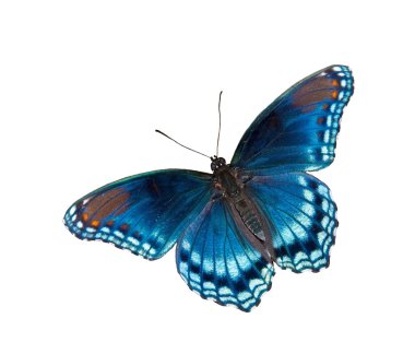 Limenitis Artemis astyanax, kırmızı benekli mor Amiral kelebek, izole