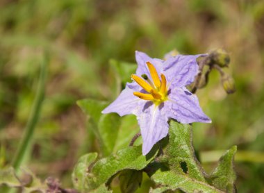 Silverleaf itüzümü, baharda çiçek açan Solanum elaeagnifolium