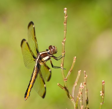 Kadın sanki bir ot sapı üzerinde dinlenme Kepçe, Libellula cyanea,