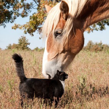 Small black and white cat rubbing himself against a huge Belgian Draft horse