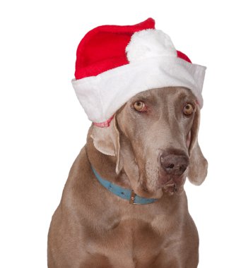 Suratındaki bir sorgulama ile Noel Baba şapkası giyen Weimaraner köpek
