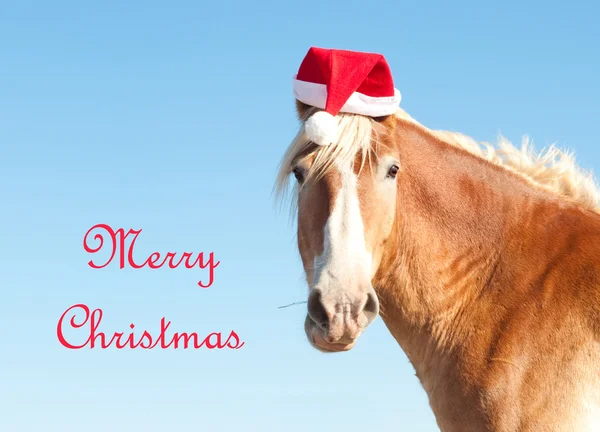 Cavallo belga Draft augurando Buon Natale come Babbo Natale Helper, indossando un cappello Babbo Natale — Foto Stock