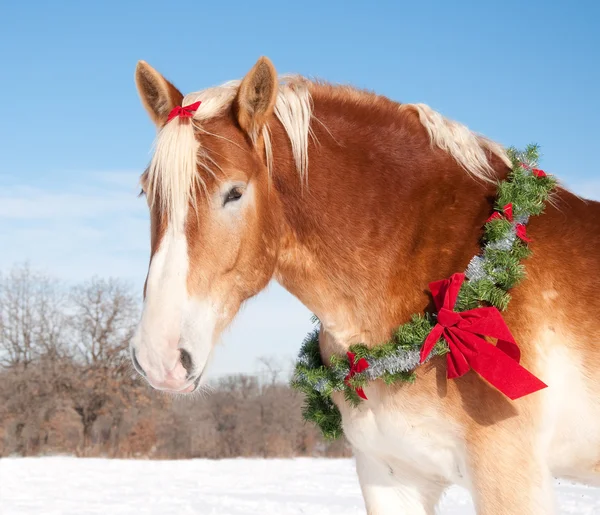 Бельгійський проект коня з Різдвяні вінки і цибулю в його Грива тлі сніжної зими — стокове фото