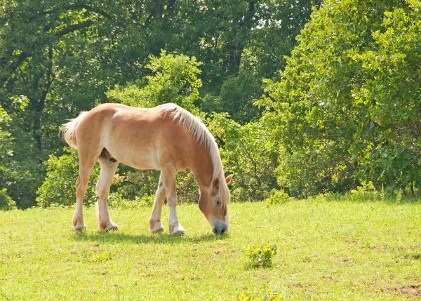 Loira belga Projeto de cavalo pastando em pasto de primavera verde — Fotografia de Stock