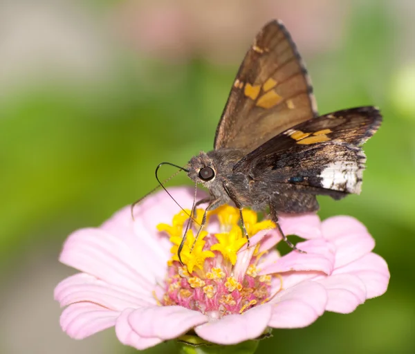 Sędziwy motyl krawędzi na różowy Cynia — Zdjęcie stockowe