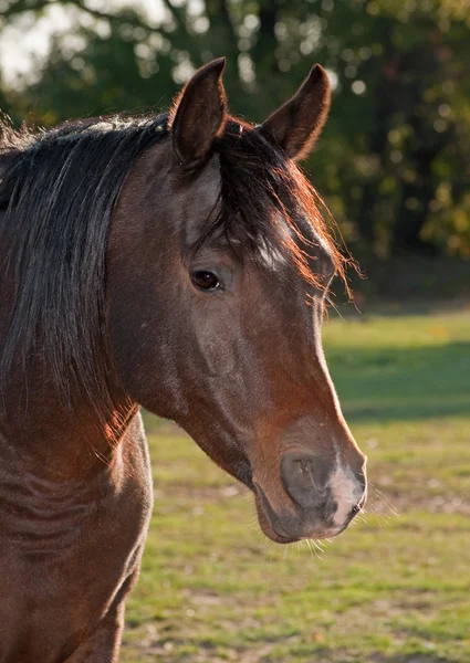 Primo piano di una baia scura cavallo arabo al sole del mattino — Foto Stock