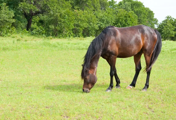 Ciemny Zatoka koń pastwiskowy na luch trawa wiosna zielony — Zdjęcie stockowe