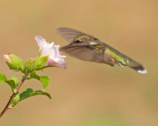 Hummingbird feeding on a flower, with wings extended out — Stock Photo, Image