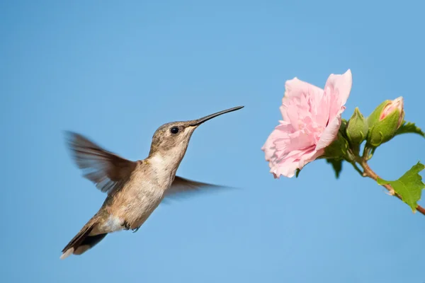 Hummingbird si prepara a nutrirsi di un fiore rosa contro il cielo blu chiaro — Foto Stock