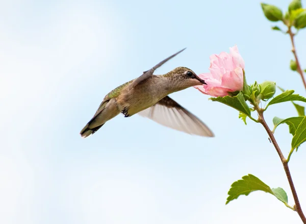 Młody Hummingbird karmienia na różowy kwiat Althea — Zdjęcie stockowe