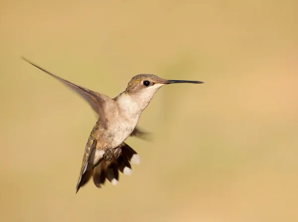 Robijnkeelkolibrie zweefde tegen gedempte groene achtergrond met een staart verspreiding — Stockfoto