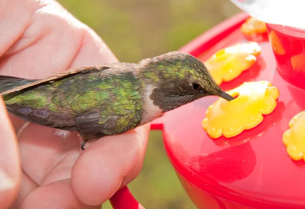 Pomocnou ruku - lidské pomoci kolibřík jíst na podavač po případě letěl do okna a dostal vyřadilo z provozu — Stock fotografie