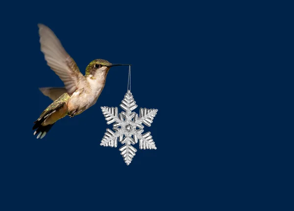 Hummingbird carrying a snowflake Christmas ornament on deep blue background — Stock Photo, Image