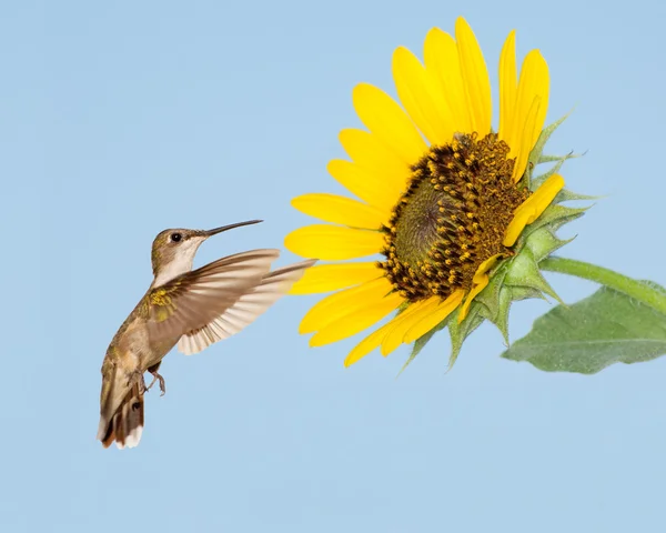 Hummingbird fêmea Rubi-garganta à procura de néctar em um girassol — Fotografia de Stock