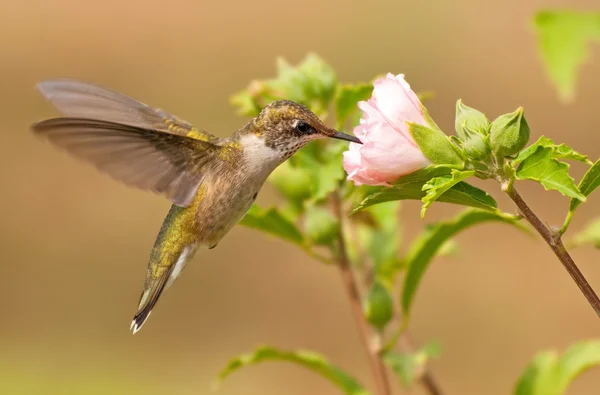 Unga manliga Hummingbird i flykt, livnär sig på en rosa blomma i höst trädgård — Stockfoto