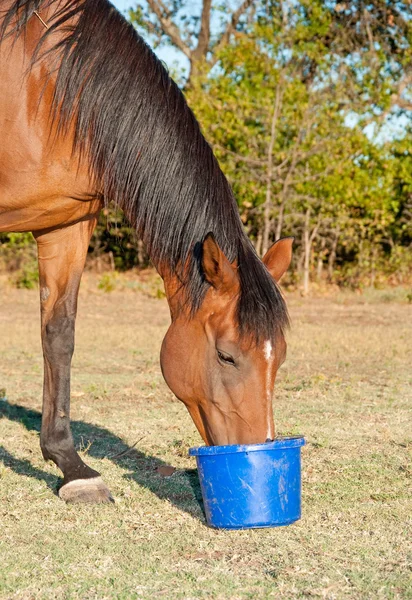 Zatoka konia jedzenie karmić z wiaderka w pastwiska — Zdjęcie stockowe