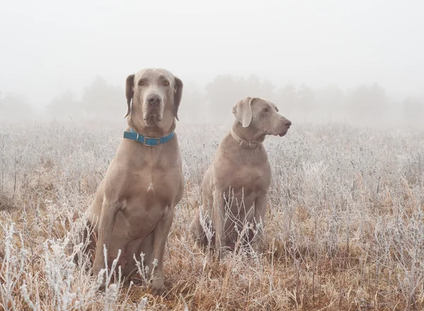 Δύο σκυλιά Weimaraner σε πυκνή ομίχλη σε ένα κρύο, παγωμένος χειμωνιάτικο πρωινό — Φωτογραφία Αρχείου