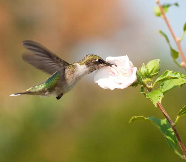Young male Hummingbird feeding on an Althea flower — Stock Photo, Image