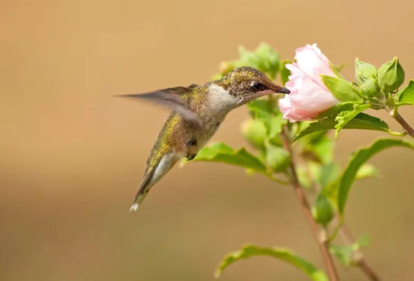 Juvenil Hummingbird macho alimentando-se de uma flor de Althea rosa pálida — Fotografia de Stock