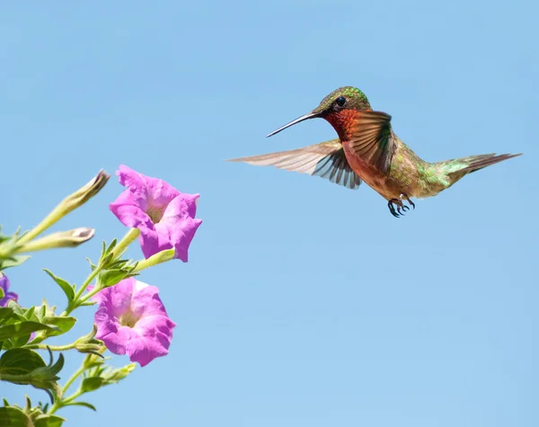 Colibri mâle se préparant à se nourrir d'un pétunia rose avec un ciel bleu clair sur le fond — Photo