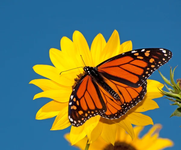 Vista dorsal de uma borboleta monarca macho alimentando-se de um girassol selvagem contra o céu azul profundo — Fotografia de Stock