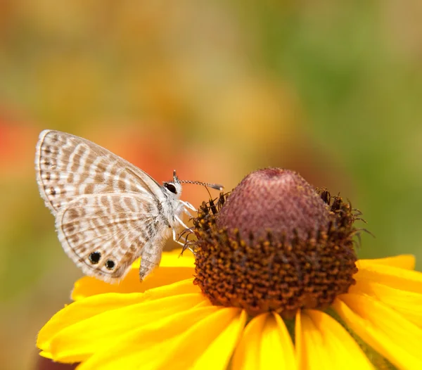 Winziger marineblauer Schmetterling ernährt sich von einer schwarzäugigen Susanblume — Stockfoto