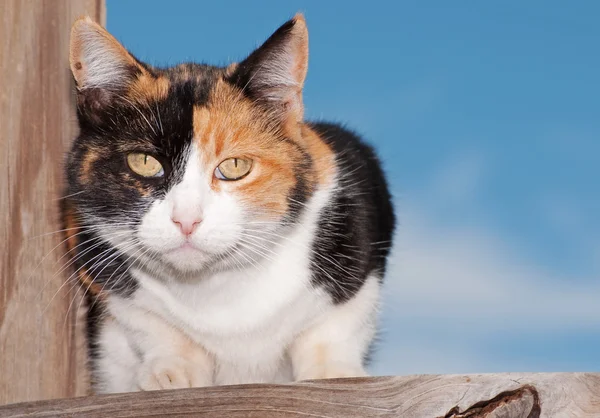 Kalikå katt på trä veranda, tittar uppmärksamt på betraktaren — Stockfoto