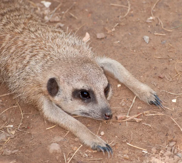 Meerkat spoczywa na ziemi w gorący letni dzień — Zdjęcie stockowe