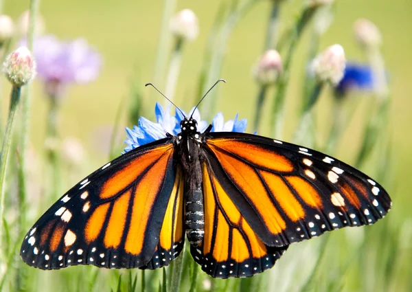 Monarch motýl krmení na chrpy — Stock fotografie