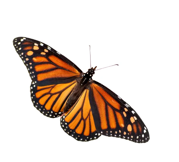 Monarch Butterfly isolado em branco — Fotografia de Stock