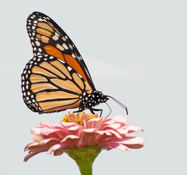 Borboleta monarca alimentando-se de uma flor de Zinnia rosa contra fundo claro — Fotografia de Stock
