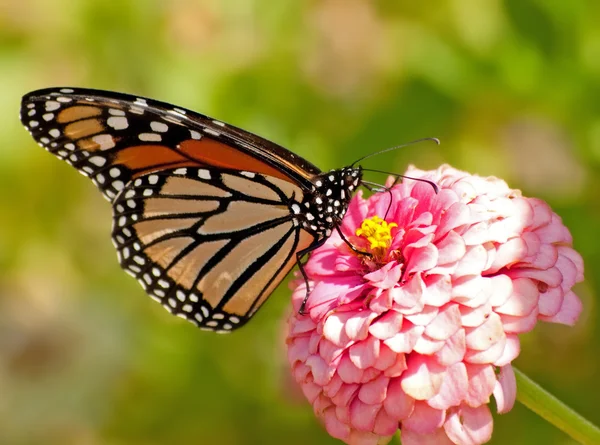 Hermosa mariposa monarca en el jardín de otoño — Foto de Stock