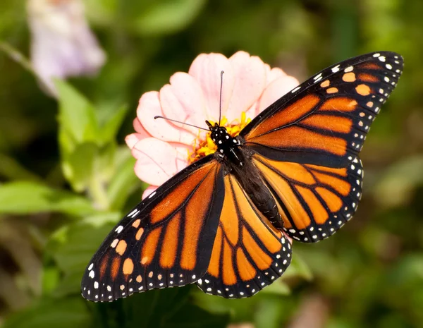 Veduta dorsale di una farfalla monarca colorata che si nutre di un fiore di Zinnia rosa chiaro — Foto Stock