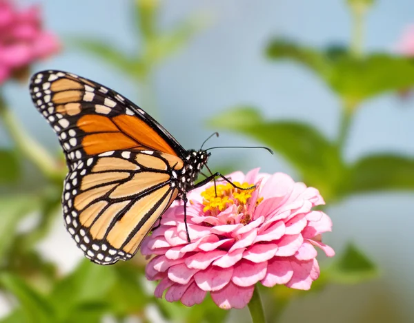 Farfalla monarca che alimenta il nettare di fiori su una Zinnia rosa nel giardino estivo — Foto Stock