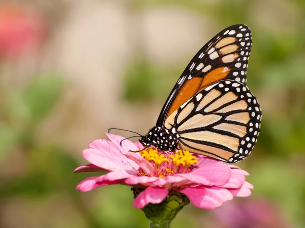 Hermosa mariposa Monarca naranja y negra alimentándose de una flor rosa — Foto de Stock