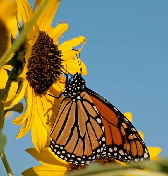 Přenášení Monarch motýl krmení na divoké slunečnice floret — Stock fotografie