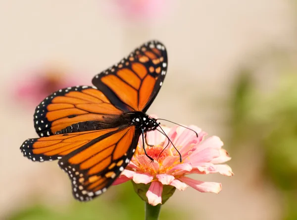Borboleta monarca com suas asas abertas, alimentando-se de uma flor rosa — Fotografia de Stock