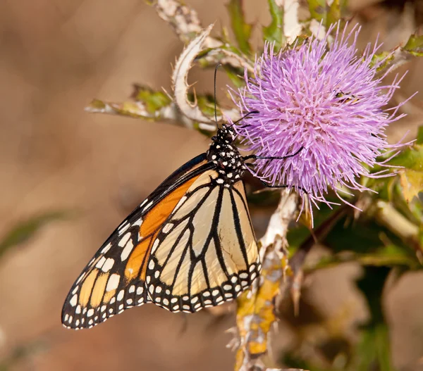 Monarch kelebek mor thistle çiçek üzerinde sonbaharda besleme — Stok fotoğraf