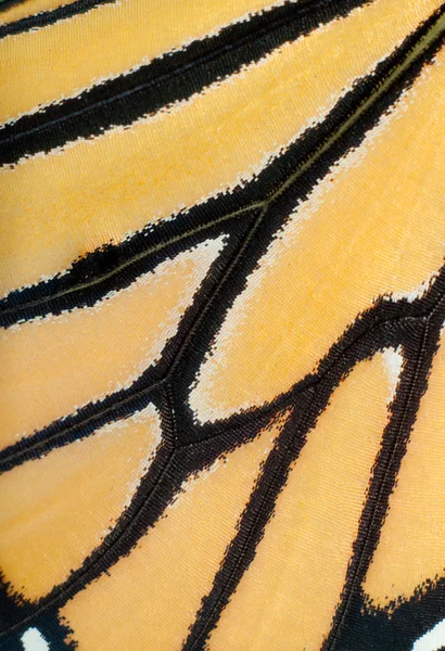 ライブのモナーク蝶の翅のマクロ画像 — ストック写真