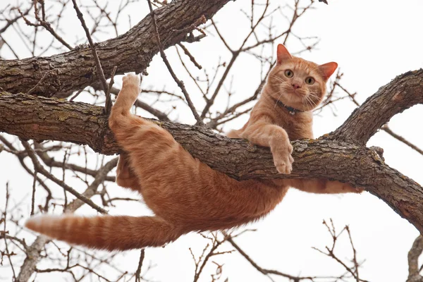 Katze in Not - orange gestromte Katze kurz davor, von einem Baum zu fallen, mit einem besorgten Blick im Gesicht — Stockfoto