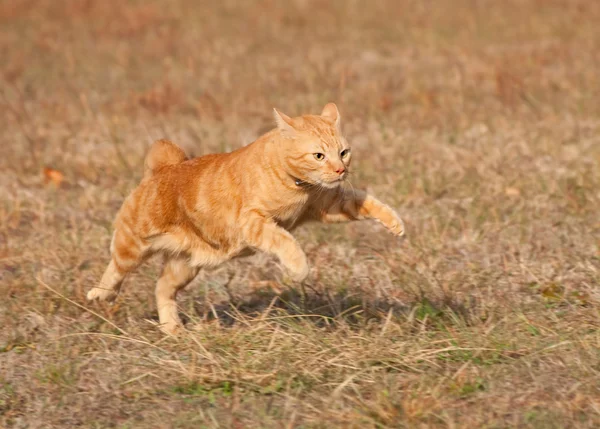 Naranja gato tabby corriendo a través de campo de hierba de otoño en alta velocidad — Foto de Stock