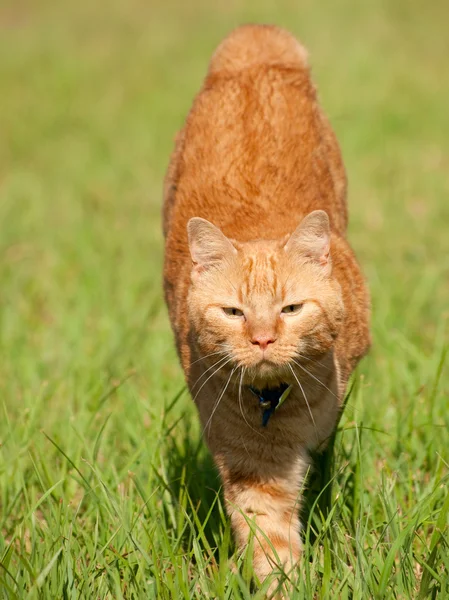 Orange tabby cat running towards the viewer — Stock Photo, Image