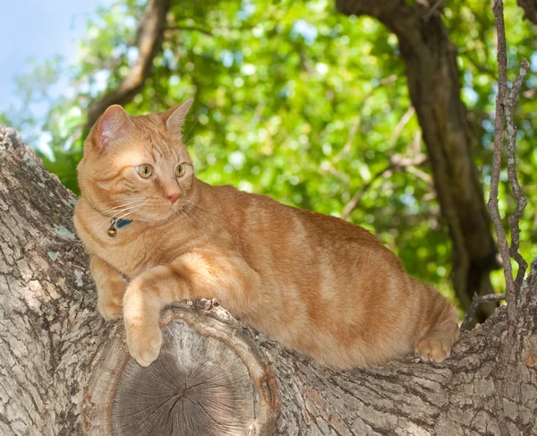 ツリー内をオレンジ色のぶち猫 — ストック写真