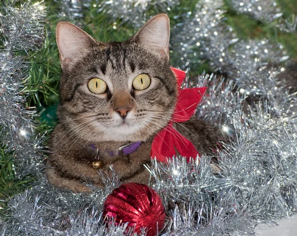 Chat gris tabby en tinsel de Noël, portant un nœud rouge — Photo