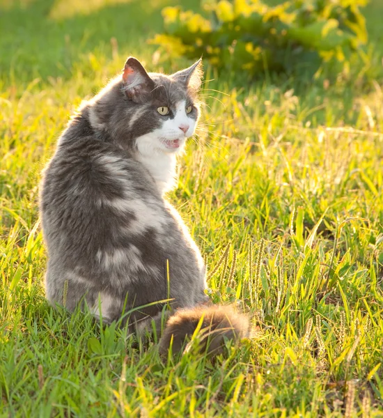 Diluído gato calico na grama iluminado pelo sol da noite — Fotografia de Stock