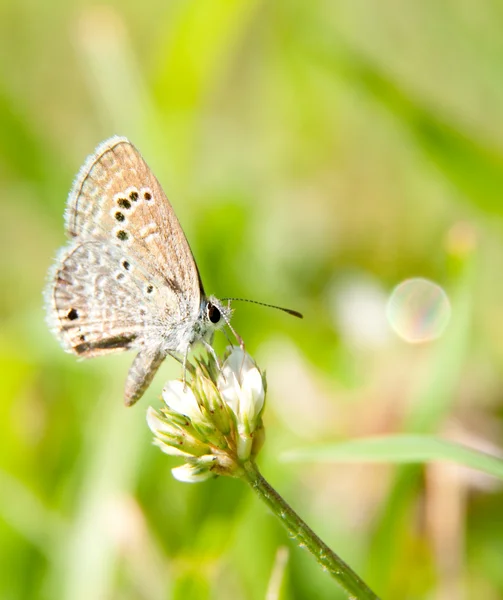 작은 Reakirt 블루 나비, Echinargus는이 솔 라, 화이트 클로버 — 스톡 사진