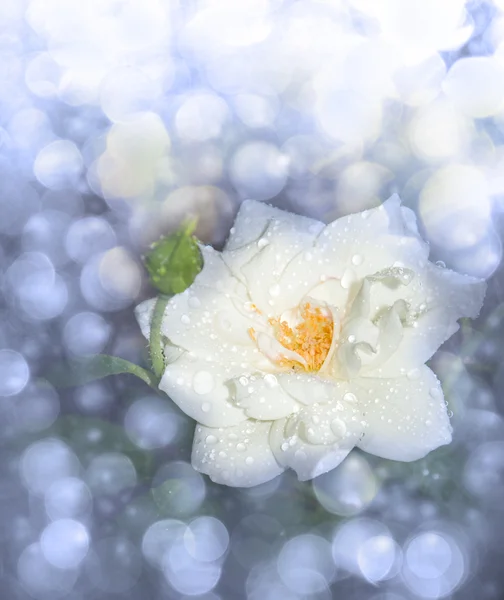 Imagen de ensueño de una rosa blanca después de la lluvia, en tono azul —  Fotos de Stock
