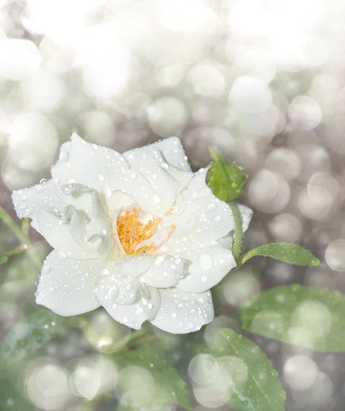 Мечтательный образ нежной белой розы с каплями дождя — стоковое фото