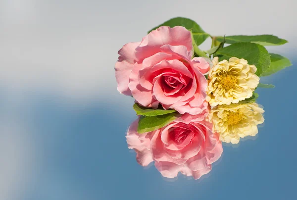 Rosa delicada y un Zinnia amarillo pálido con un reflejo - con espacio para copiar —  Fotos de Stock