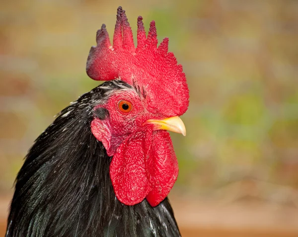 Handsome spotted Japanese bantam rooster — Stock Photo, Image